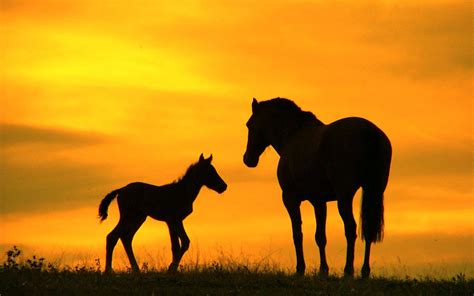[600+] Horse Wallpapers | Wallpapers.com