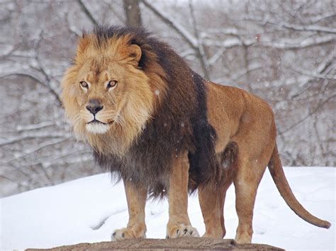 Snow Animals Lions Info And Pictures | All Wildlife Photographs