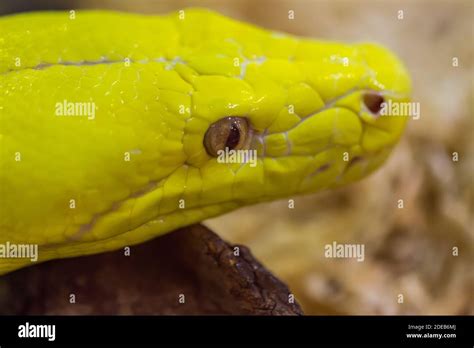 Image result for Reticulated Python Head