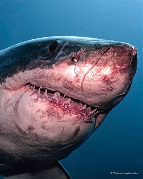 Great white sharks often have tremendous scarring across their head and snout. This is usually ...