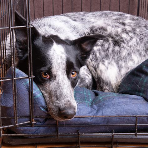 How To Crate Train a Border Collie: Your Expert Guide - My Border Collie