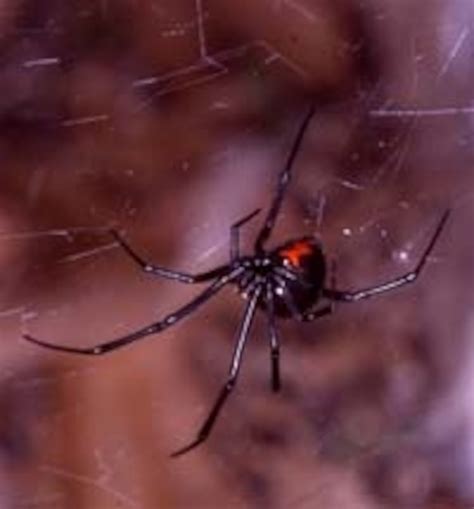 Black Widow Spider Web