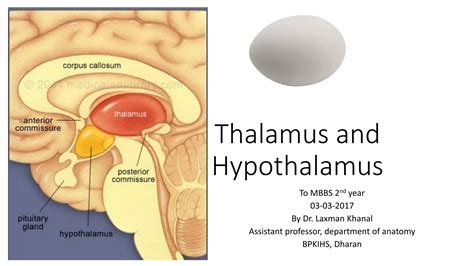 Antomy of Thalamus and hypothalamus | PDF