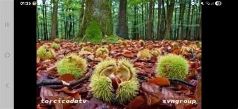 sagra della castagna e del tartufo scorzone, Comune di Castiglione di ...