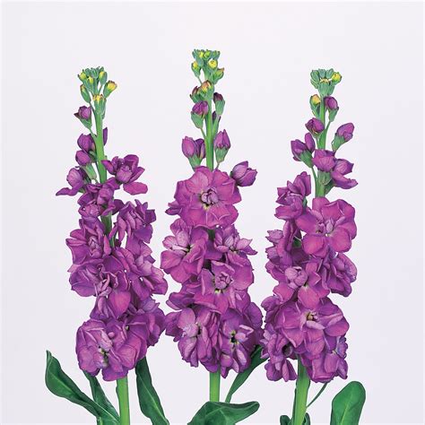 Matthiola Incana Purple