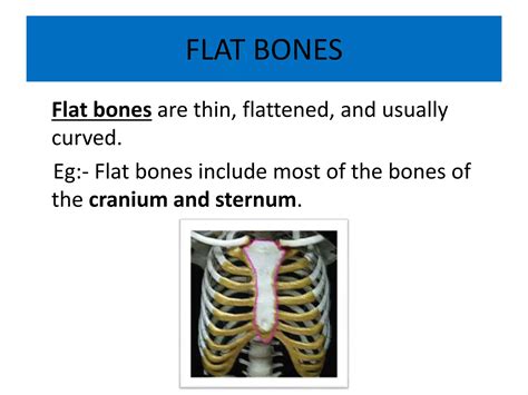 Anatomy of musculoskeletal system | PPTX