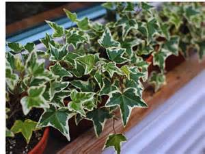This popular plant is secretly attracting snakes, they may already be ...