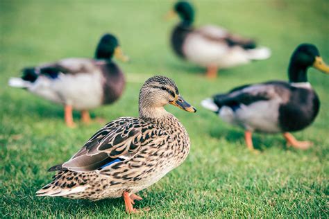Small Duck Breeds