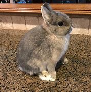 Image result for Cute Baby Dwarf Bunnies