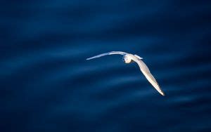 Wallpaper seagull, bird, flight, art hd, picture, image