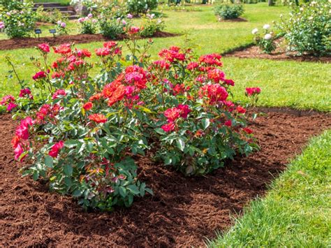 Best Decorative Mulch For Garden at Jacob Reyes blog