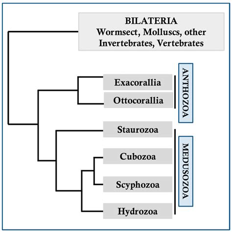 Cnidarian Immunity and the Repertoire of Defense Mechanisms in Anthozoans