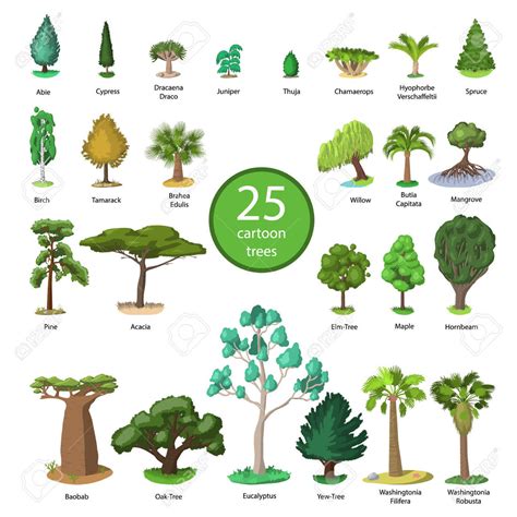 Forest Habitat Plants Aerial Plants In The Cloud Forest: Fascinating