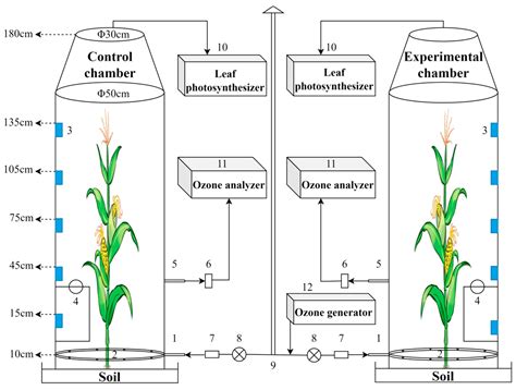 Exploring the Effects of Elevated Ozone Concentration on Physiological Processes in Summer Maize ...