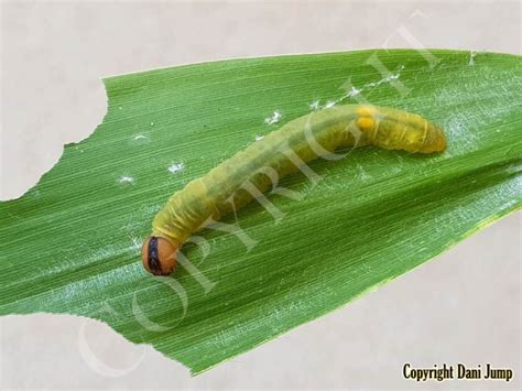 Image result for Butterfly Larvae
