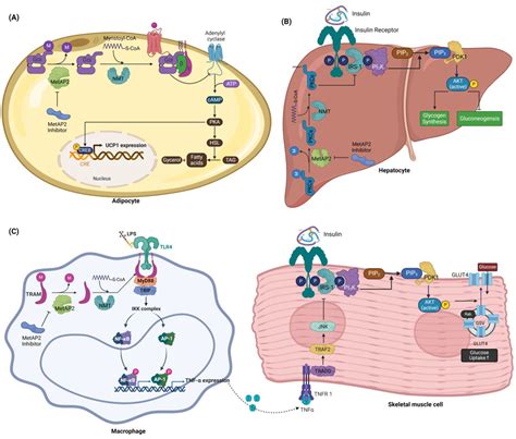 MetAP2 as a Therapeutic Target for Obesity and Type 2 Diabetes ...
