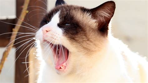 Download wallpaper 2048x1152 cat, siamese, face, yawn ultrawide monitor ...