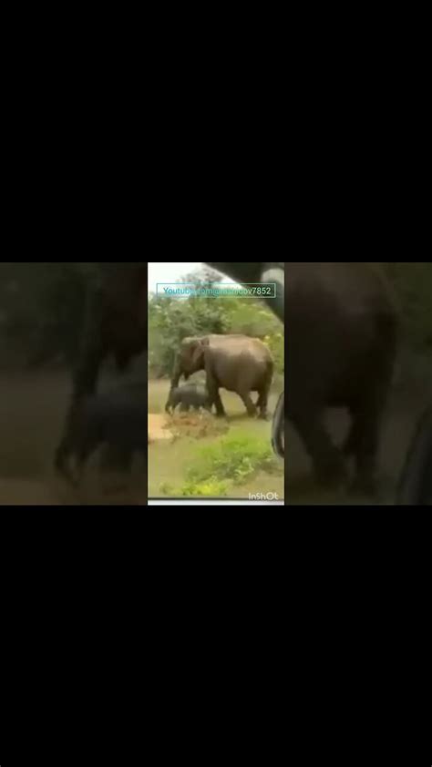 Crocodile Attacks Humans 的图像结果