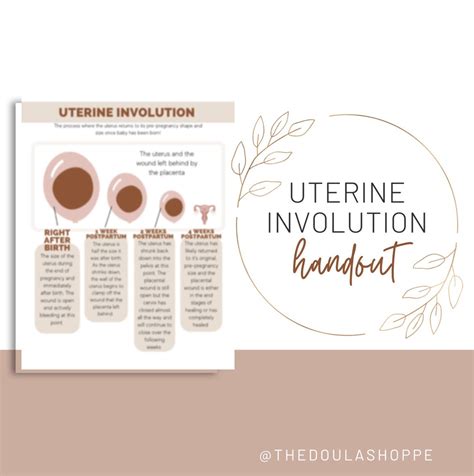 Image result for Uterine Involution