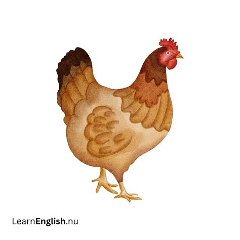 Bird Names in Spanish: 77 Birds in Spanish to English - learn spanish