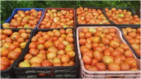 देश में 250 रुपये प्रति किलो तक पहुंचा टमाटर का भाव, कई शहरों में ...