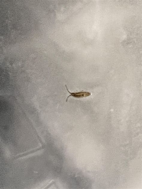 Incredibly small bugs floating in standing water, picture is VERY ...