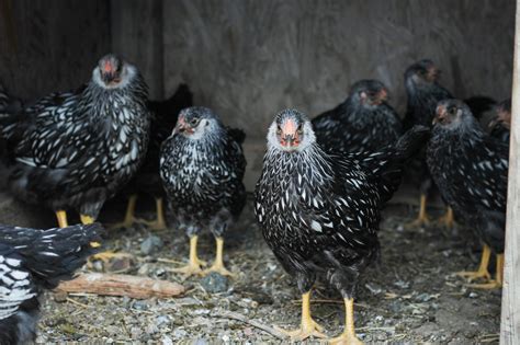 The Best Dual-Purpose Chicken Breeds • The Prairie Homestead