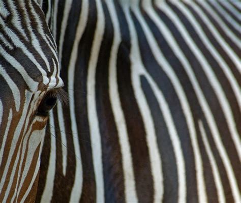 Bing Zebra Wallpaper 的图像结果