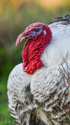 10 rare to-spot and beautiful birds in the wild