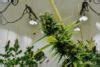 Amsterdam Coffeeshops Complete Beginner's Guide