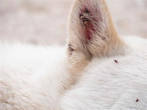 Brown Dog Ticks: Symptoms, Removal & Prevention