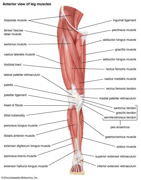 Leg | Definition, Bones, Muscles, & Facts | Britannica