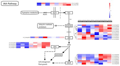 Superior Antioxidant Capacity and Auxin Production Promote Seedling ...