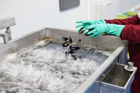 Washing Mussels 的图像结果