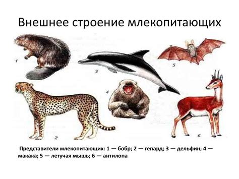 Класс Млекопитающие - online presentation