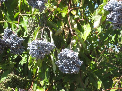 Sambucus cerulea: Blue Elderberry (1-0) | Brooks Tree Farm