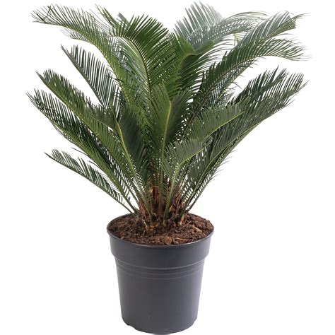 Buy Sago Palm Large Indoor House Real Evergreen Cycas Revoluta Tall Big ...