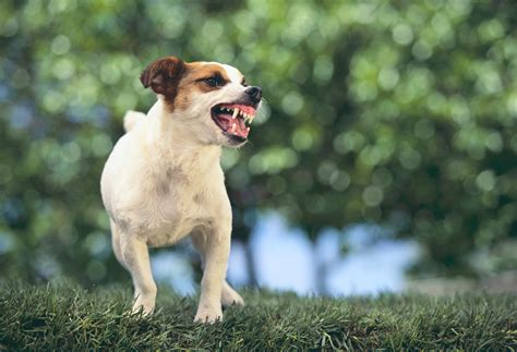 Are Jack Russell Terriers Aggressive With Other Dogs