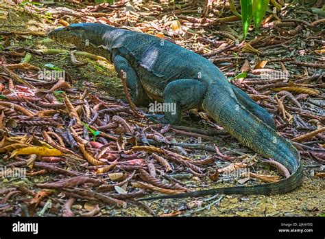 Monitor Lizard 的图像结果