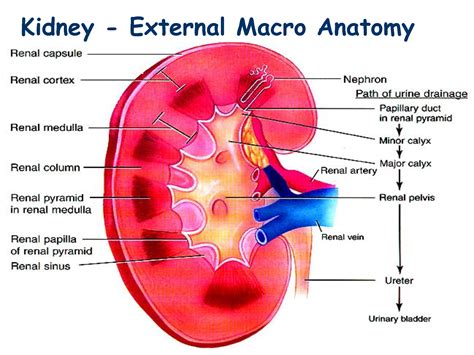 Structure Of A Kidney Diagram Kidney Structure Anatomy Funct