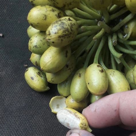 Ephadranthus amazonicus Live Plant – veliyathgardens