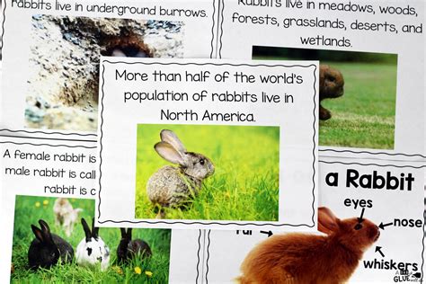Printable Rabbit Facts For Kids
