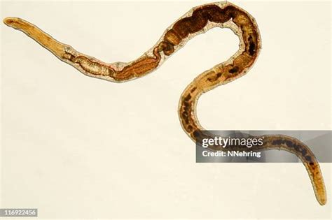 Image result for Segmented Worm Drawing