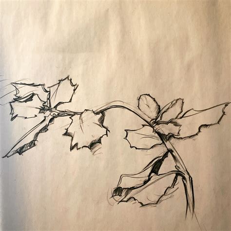 Coastal Live Oak Sketch 000 by ZMCApowerline on DeviantArt