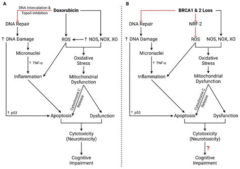Different Mechanisms in Doxorubicin-Induced Neurotoxicity: Impact of ...
