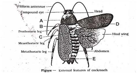 Identify A to E A B C D E (a) Pronotum Mesothorax Metathorax Tegmina ...