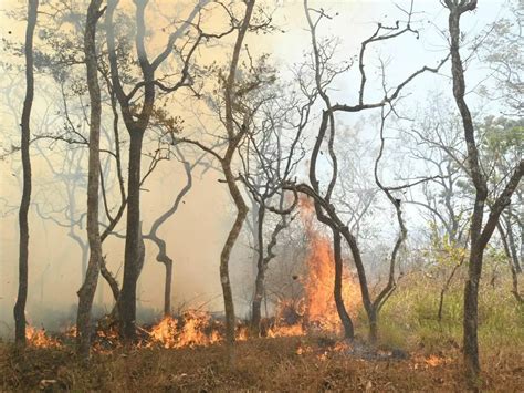 It's Not Just Scary Burning Flames, Forest Fires Are Doing Irreparable ...