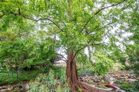 8 unforgettable trees to see among 20,000 on MSU’s campus - mlive.com