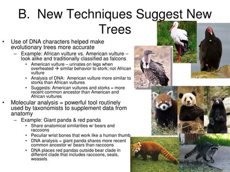 Image result for Classification Chart Maker