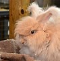 Image result for Angora Rabbit Fur